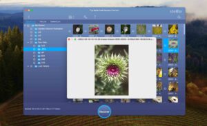 stellar data recovery preview capabilities